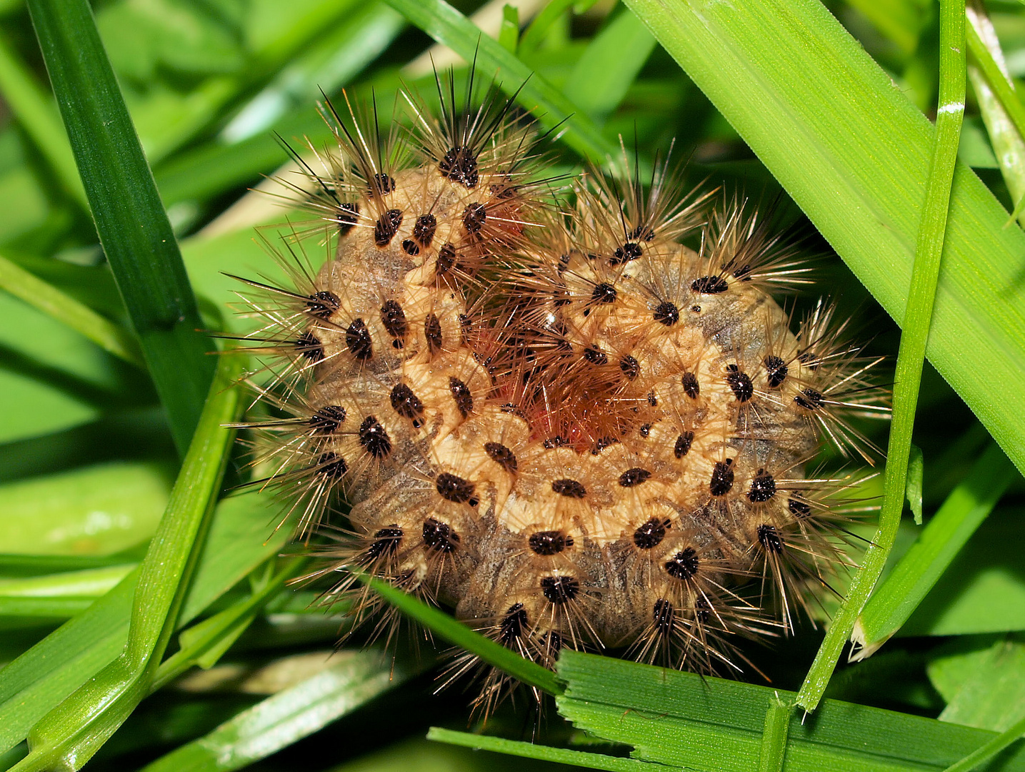 Eingerollter Grasbär