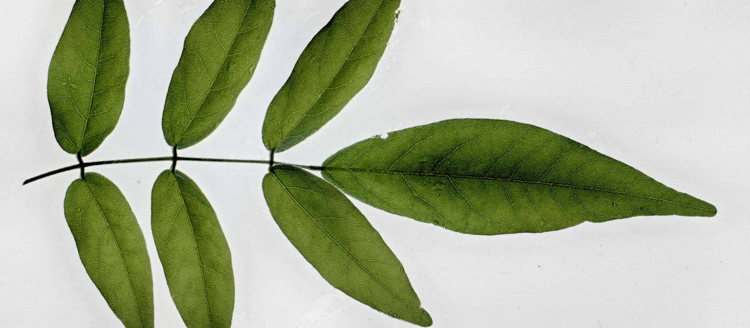 Eingescanntes Blatt