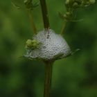 Eingeschäumte Larve der Wiesenschaumzikade (Philaneus spumarius)