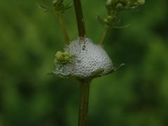 Eingeschäumte Larve der Wiesenschaumzikade (Philaneus spumarius)