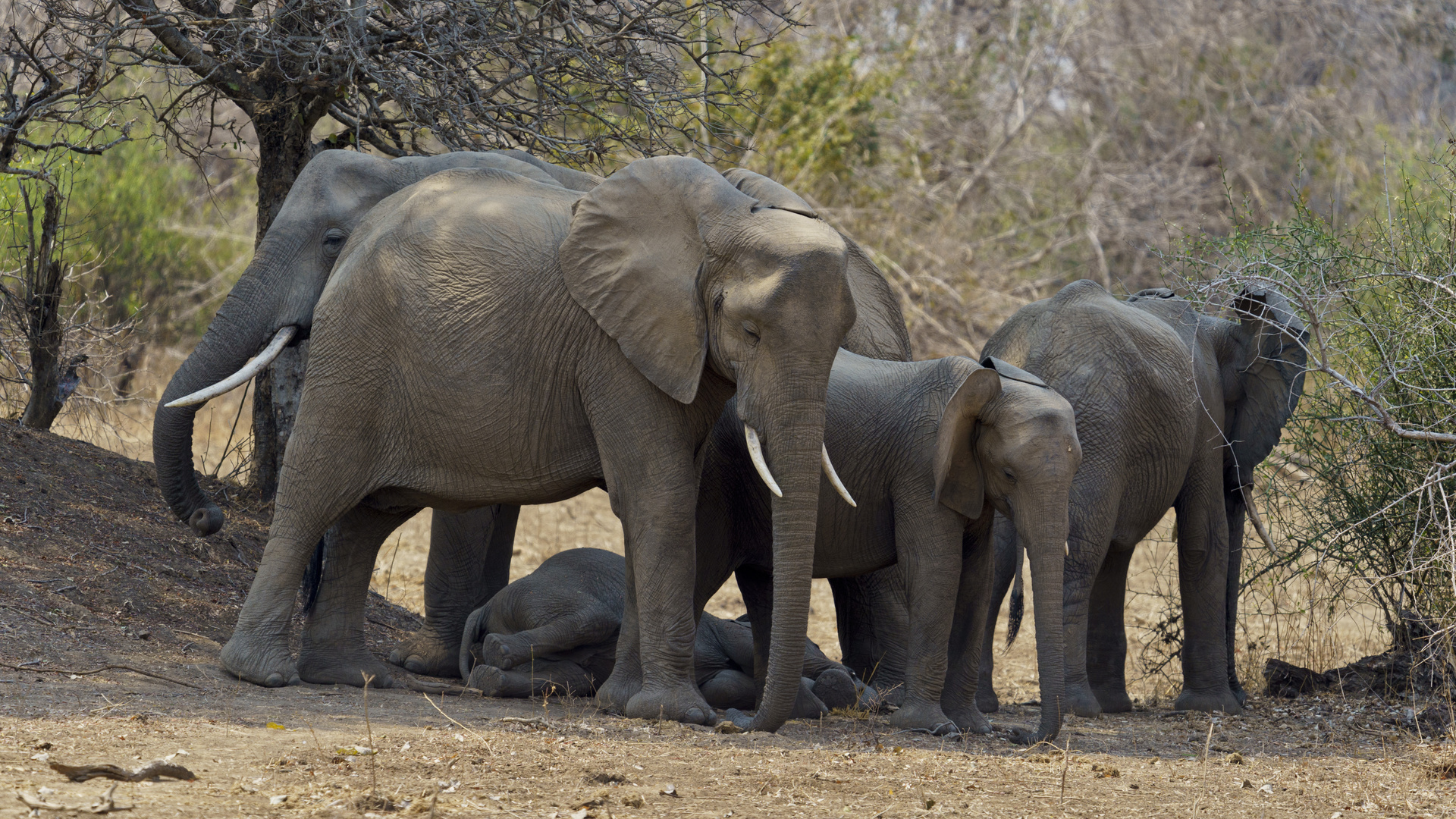 Eingeschlafen, Elefanten im South Luangwa  NP Nsefu Sektor, 12.09.2019