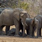 Eingeschlafen, Elefanten im South Luangwa  NP Nsefu Sektor, 12.09.2019