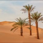  "Eingeschlossen im Wüstensand" Liwa Wüste Abu Dhabi VAE