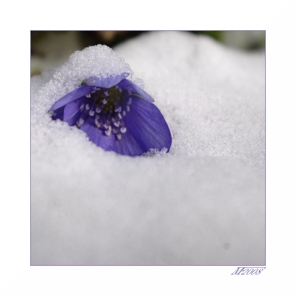 eingeschneit / snowbound