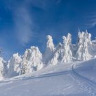 Eingeschneite Tannen in den Kitzbüheler Alpen