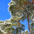 eingeschneiter Kiefernwald