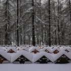 Eingeschneiter Waldfriedhof Davos