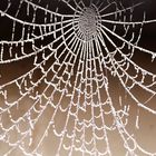 Eingeschneites Spinnennetz
