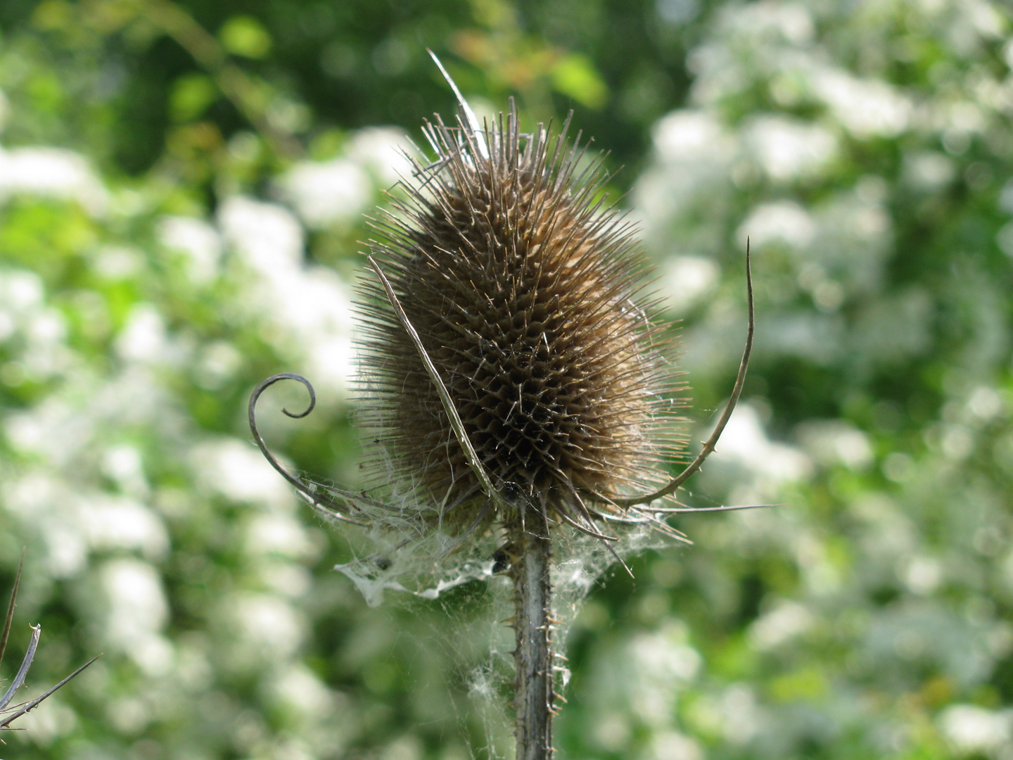 eingesponnene Wilde Karden (...und nicht Distel)