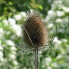 eingesponnene Wilde Karden (...und nicht Distel)