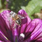 Eingestäubt - Biene auf Mauretanischer Malve (Malva sylvestris subsp. mauritiana)