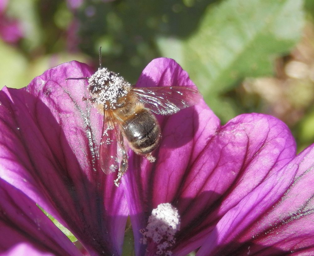 Eingestäubt - Biene auf Mauretanischer Malve (Malva sylvestris subsp. mauritiana)