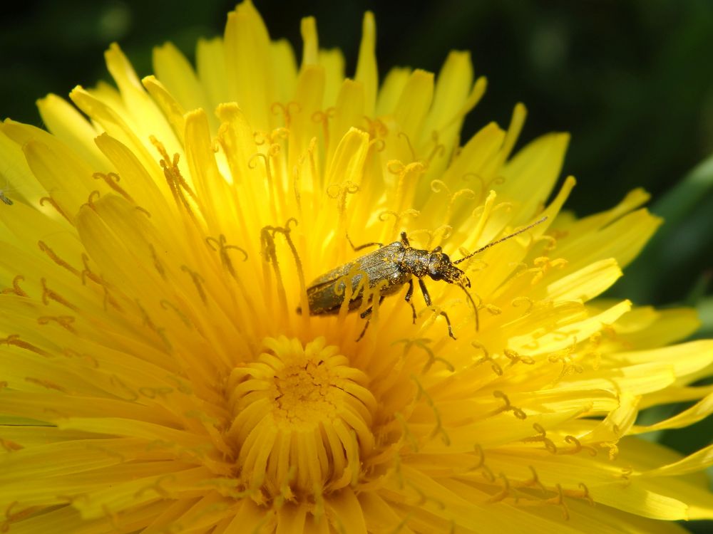 Eingestäubt - Scheinbockkäfer Oedemera lurida/virescens im heimischen Garten