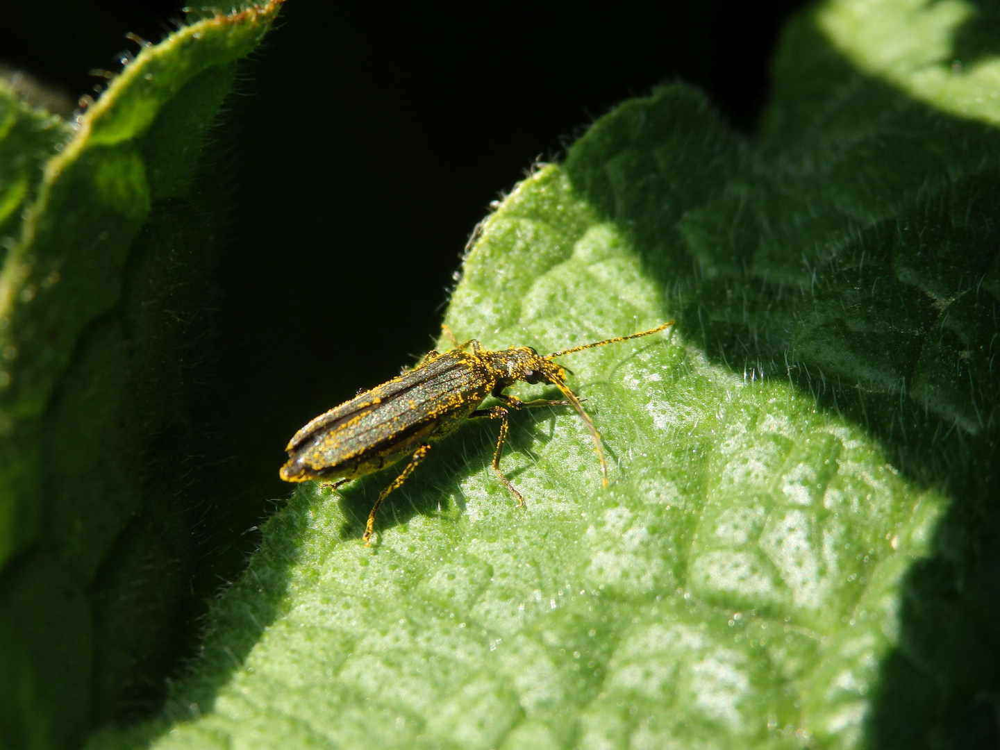 Eingestäubt - Scheinbockkäfer Oedemera lurida/virescens im heimischen Garten