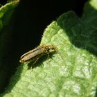 Eingestäubt - Scheinbockkäfer Oedemera lurida/virescens im heimischen Garten