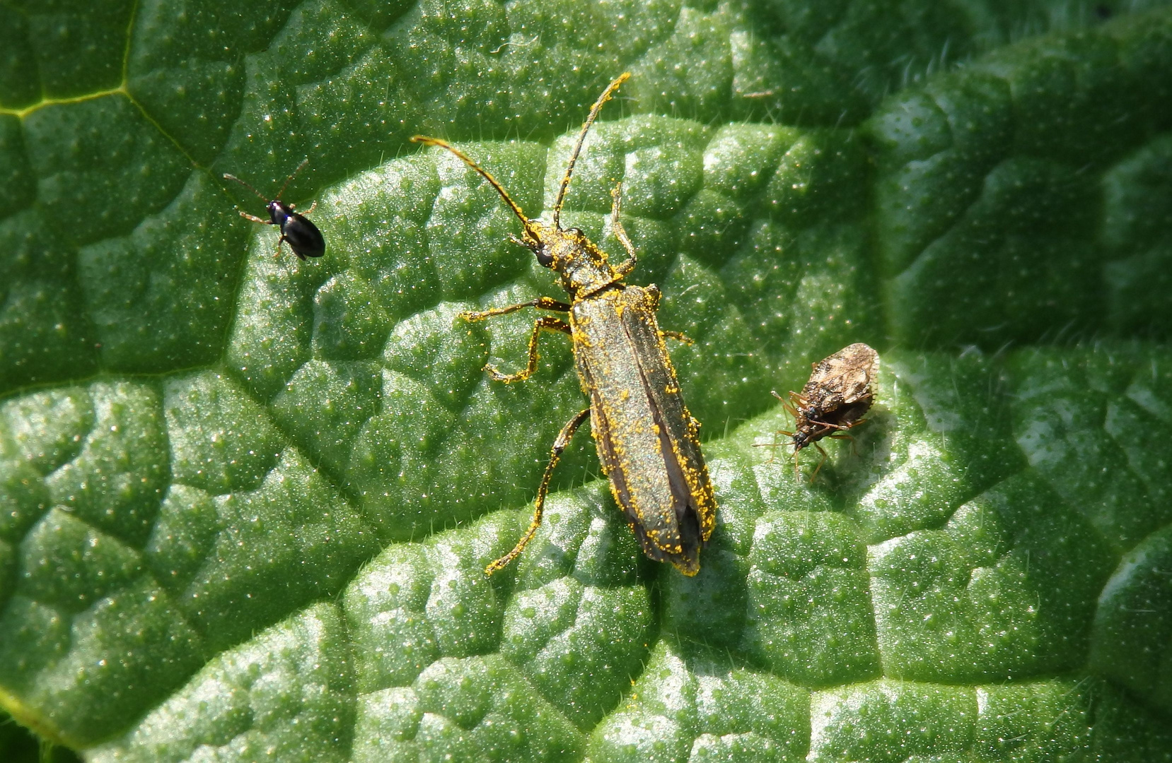 Eingestäubt - Scheinbockkäfer Oedemera lurida/virescens im heimischen Garten