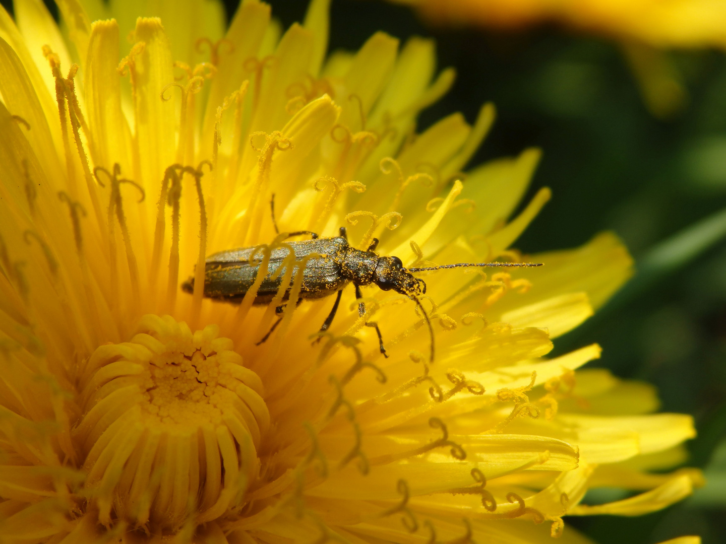 Eingestäubt Scheinbockkäfer Oedemera lurida/virescens im heimischen