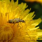 Eingestäubt - Scheinbockkäfer Oedemera lurida/virescens im heimischen Garten