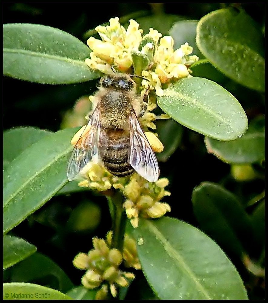 Eingestaubt mit Buchsbaumpollen...