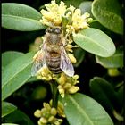 Eingestaubt mit Buchsbaumpollen...