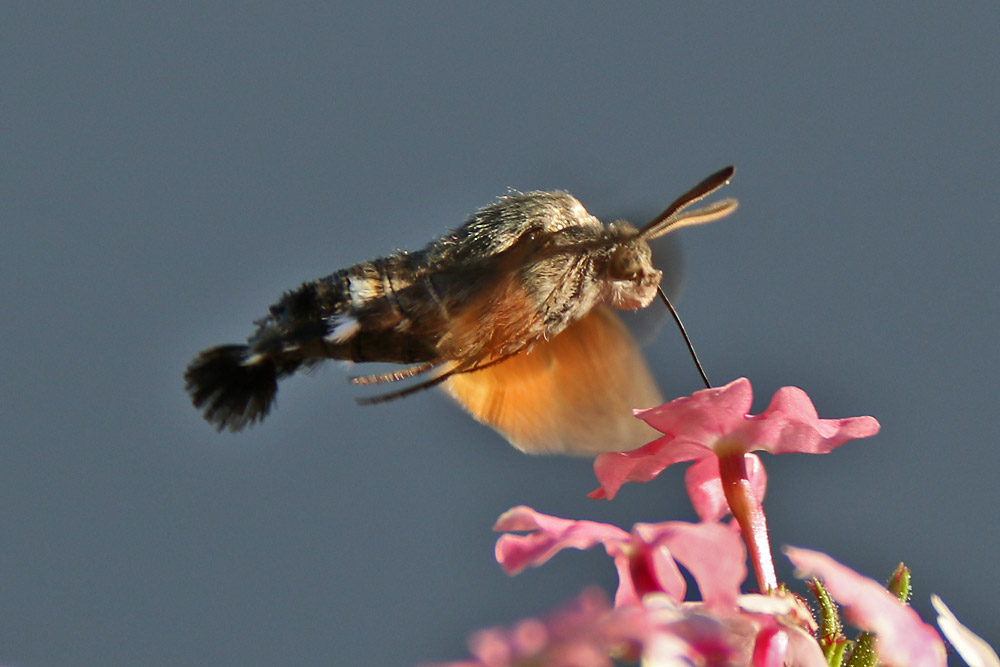 eingetaucht in der Blüte