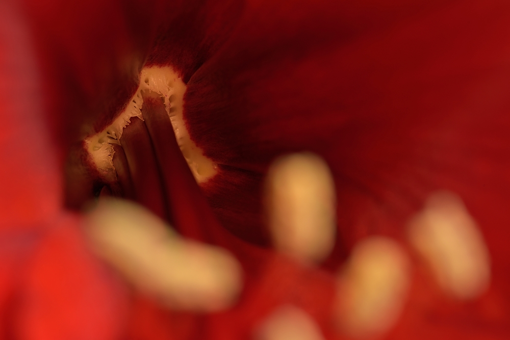 Eingetaucht in die Amaryllisblüte, hier erkennt man die 1mm dicken Stiele die zu..