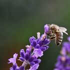 eingetaucht in die Blüte