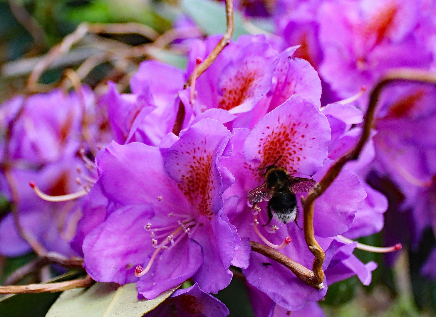 Eingetaucht in die Blüte