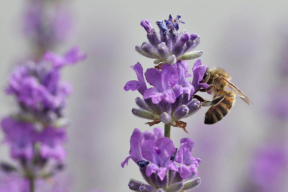 eingetaucht in die Lavendelblüte