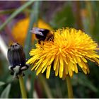 eingetaucht ins volle Hummel - Leben,   oder