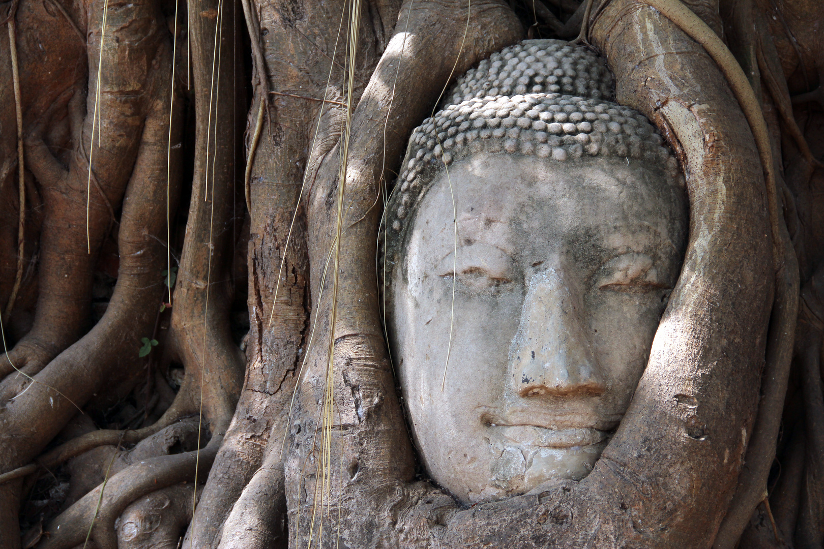 Eingewachsener Buddha-Kopf