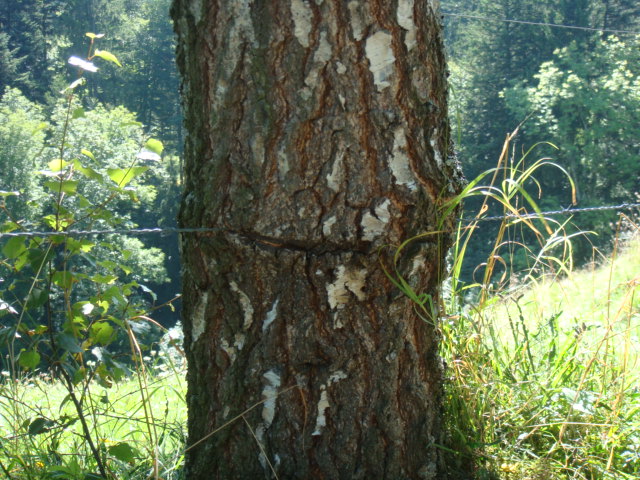 eingewachsener Stacheldraht