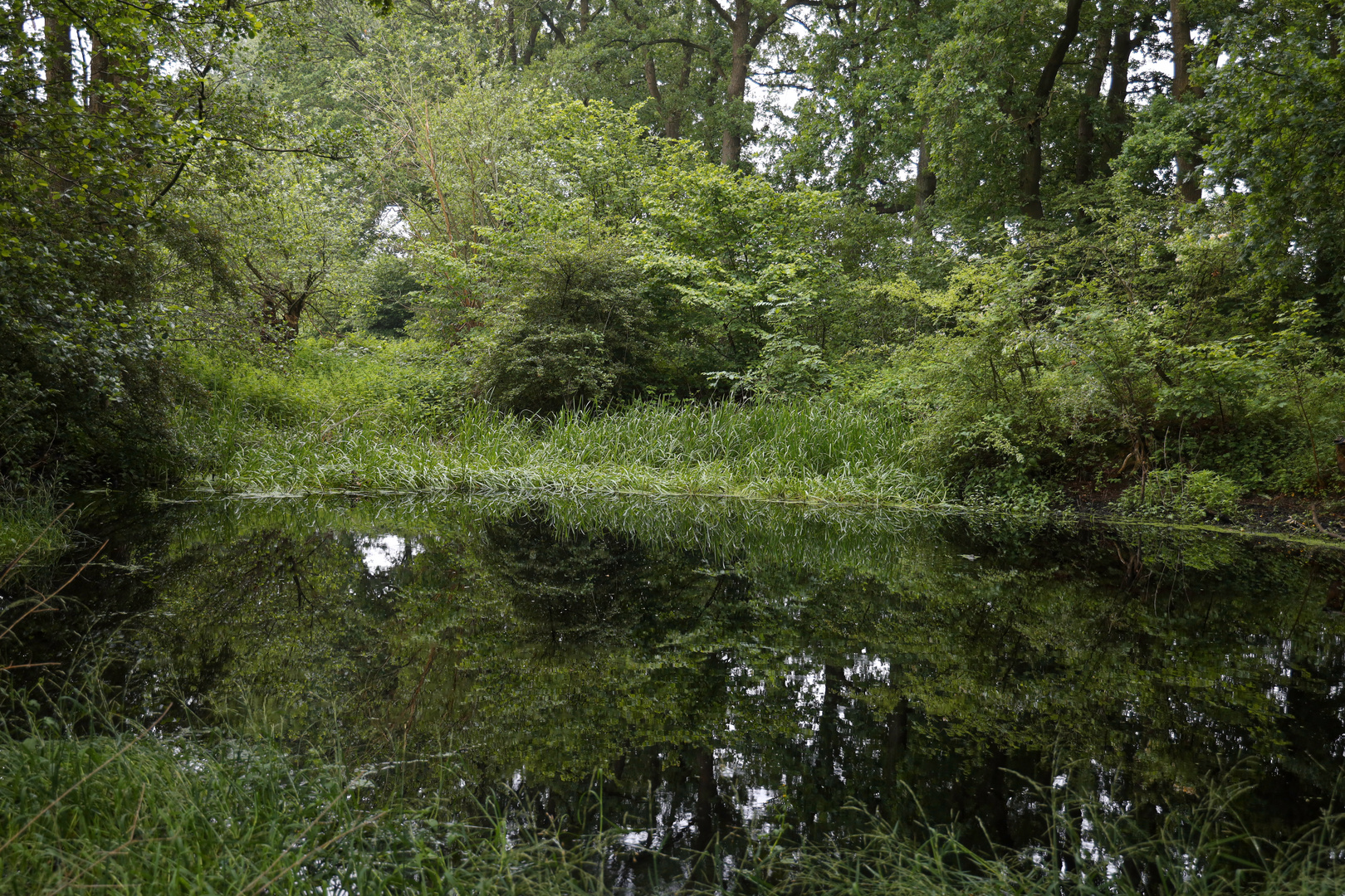 eingewachsener Tümpel