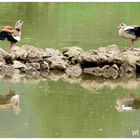 Eingewanderte Nilgänse wie man so schön sagt 