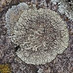 Eingeweideflechte (Brodoa intestiniformis) oder doch Lecanora garovaglioi ? *