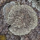 Eingeweideflechte (Brodoa intestiniformis) oder doch Lecanora garovaglioi ? *