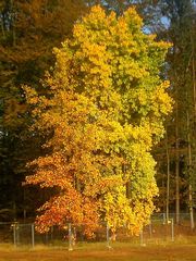 Eingezäuntes Herbstgold