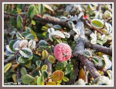 Eingezuckerte Beeren