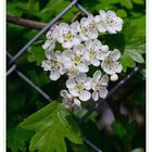 Eingriffelige Weißdornblüten.