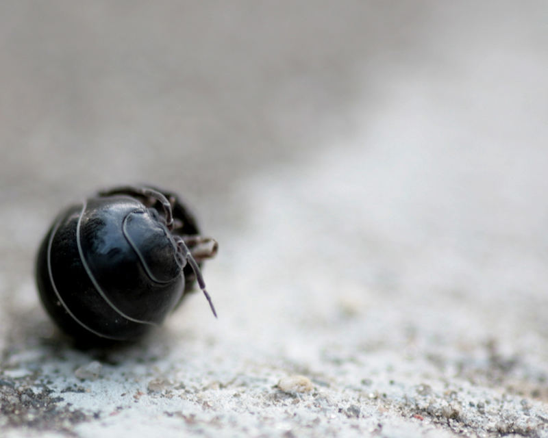 Eingrollte kleine Rollassel