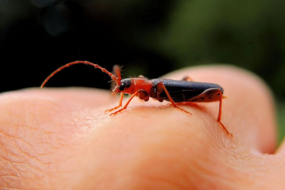 Einhandfoto: Rhamnusium bicolor / Beulenkopfbock  auf menschlicher Landestation