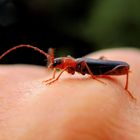 Einhandfoto: Rhamnusium bicolor / Beulenkopfbock  auf menschlicher Landestation