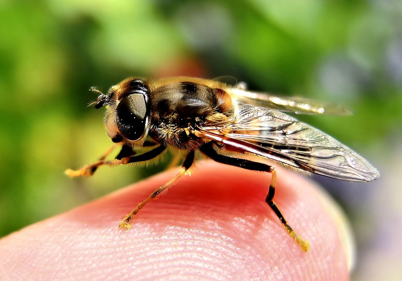 Einhandfoto: Sumpfschwebfliege......