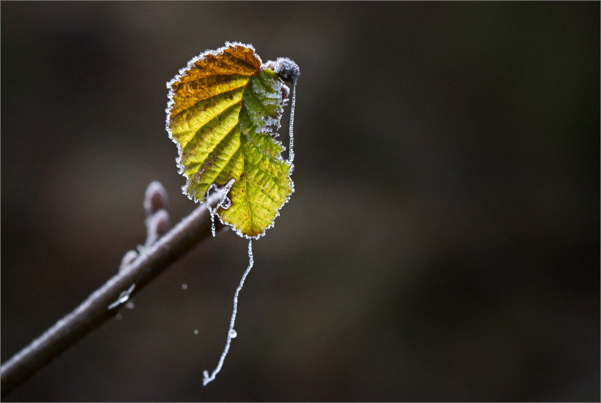 /// Ein.Hauch.von.Herbst... ///