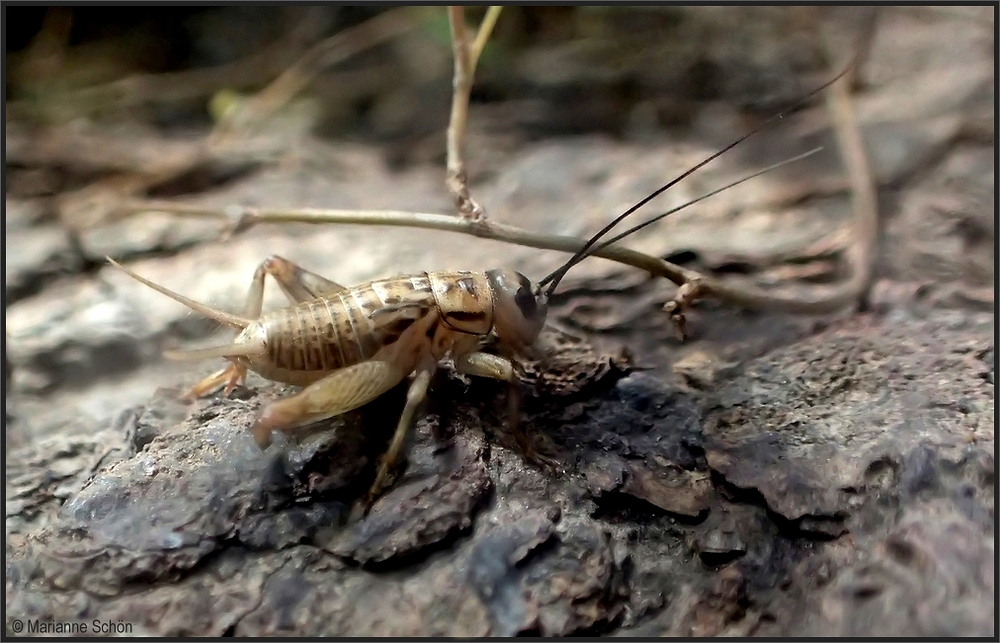 Ein...Heimchen... Acheta domesticus...