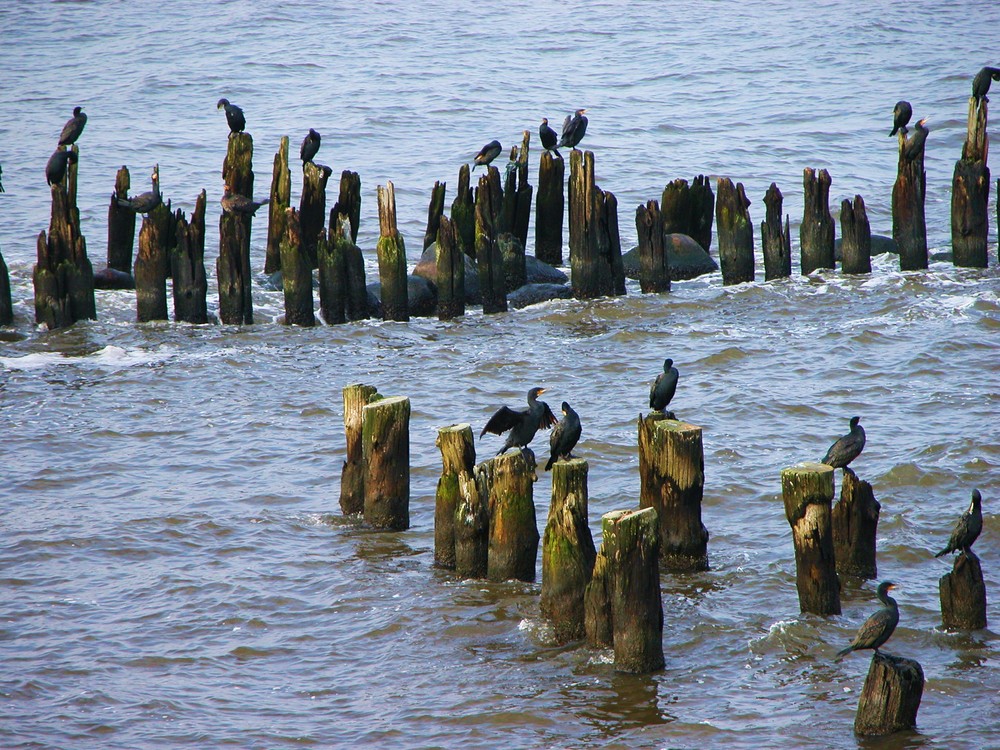 Einheimisch auf Usedom