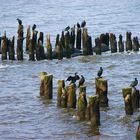 Einheimisch auf Usedom