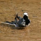 Einheimische Bachstelze (Motacilla alba)