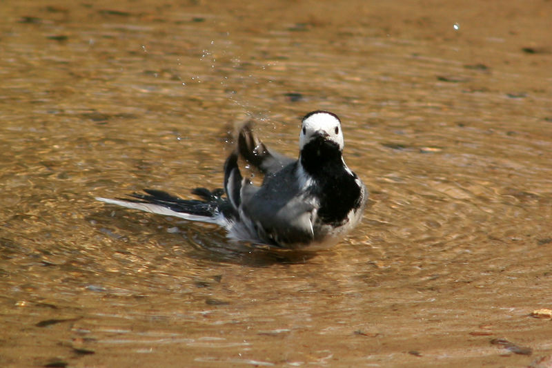 Einheimische Bachstelze (Motacilla alba)