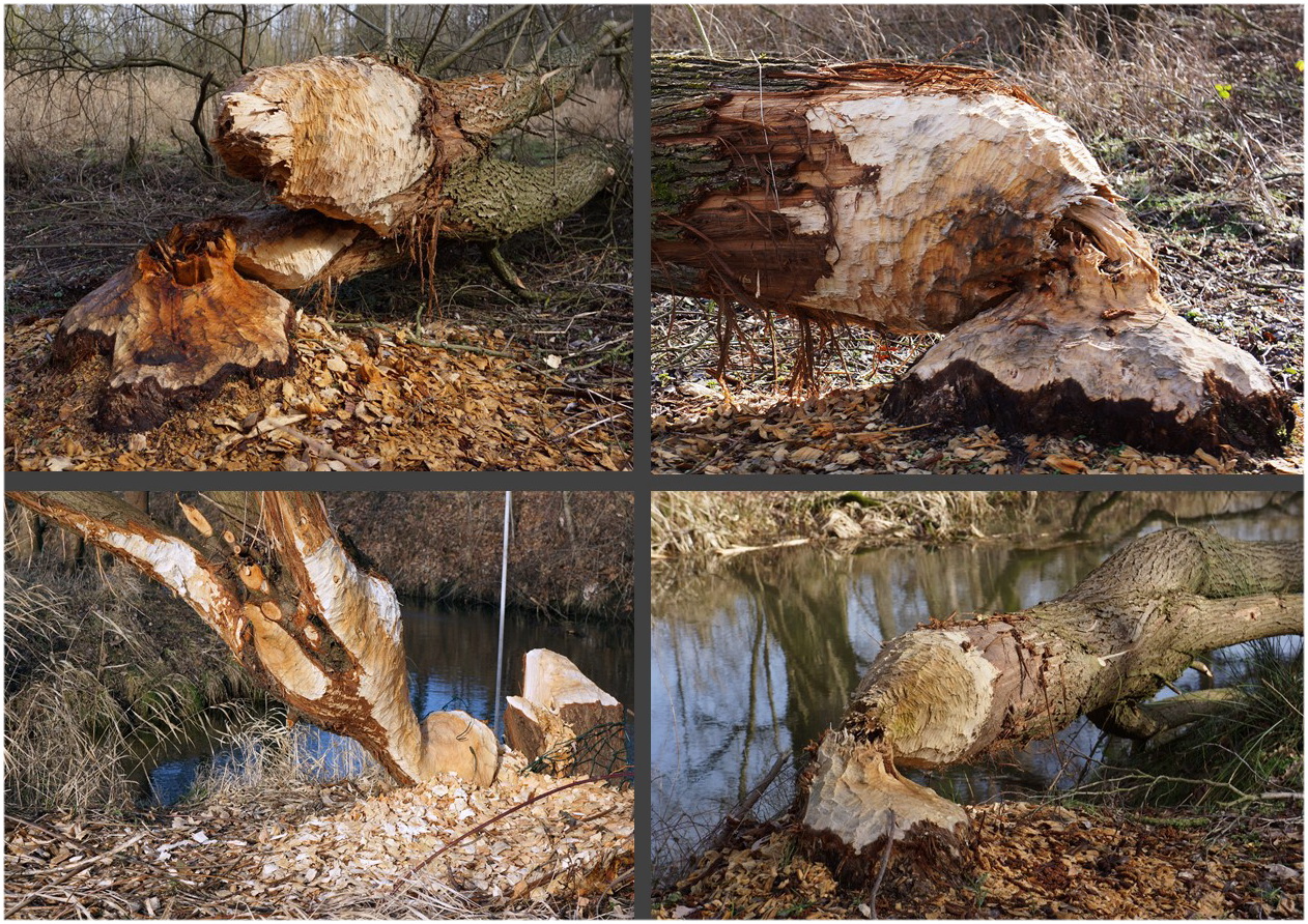 Einheimische Holzfäller